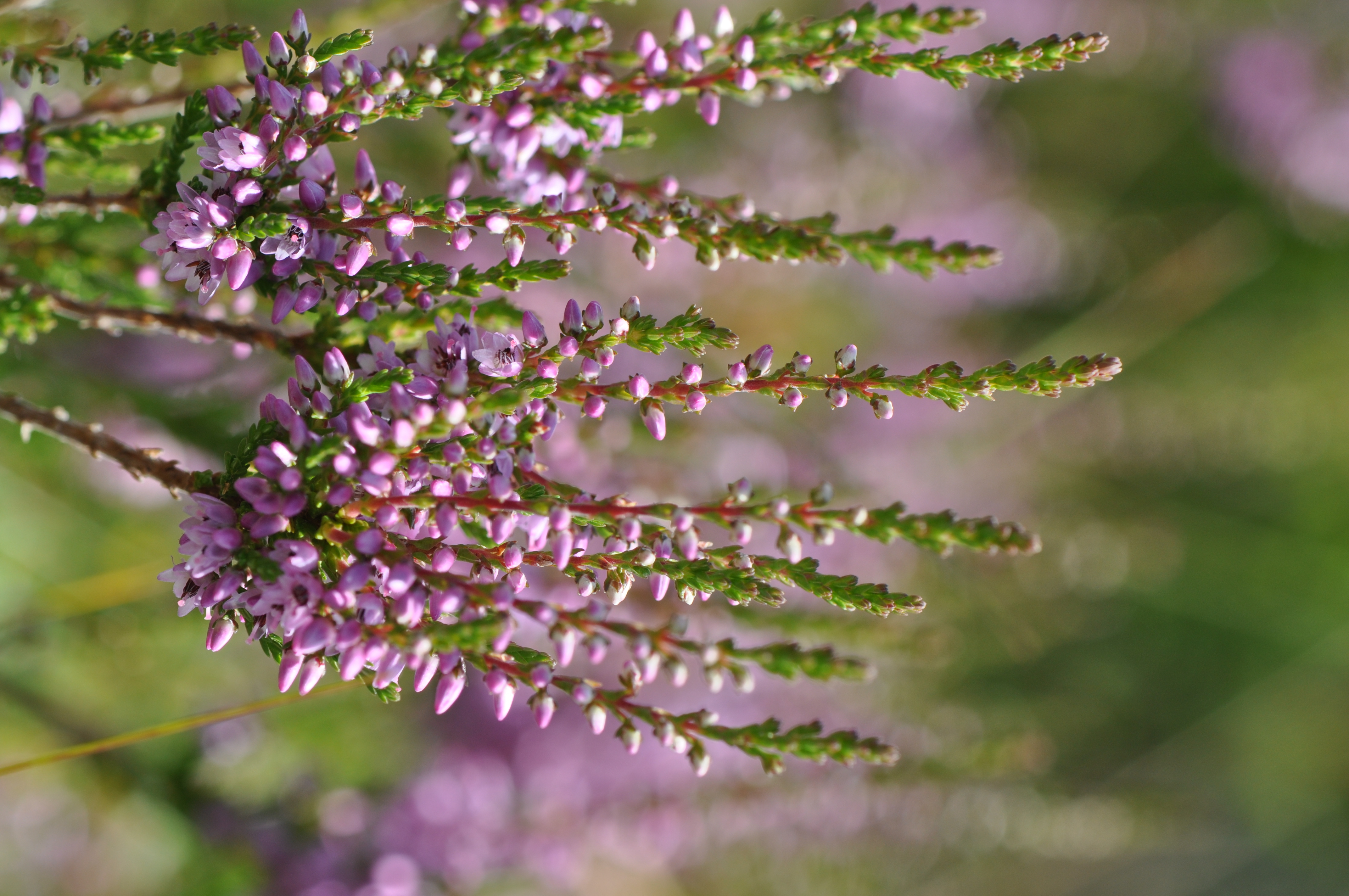 Calluna vulgaris (L.) Hull